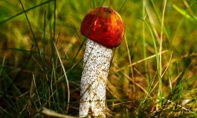 Пенис басын көбейтудің тиімді тәсілдері